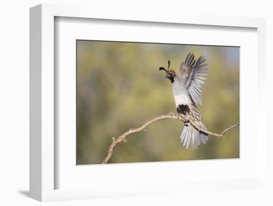 USA, Arizona, Buckeye. Female Gambel's Quail Raises Wings on Branch-Wendy Kaveney-Framed Photographic Print