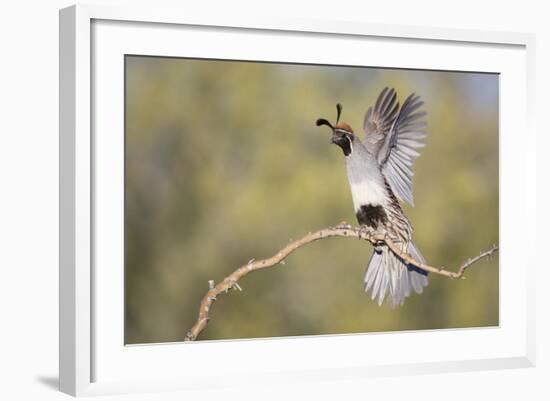 USA, Arizona, Buckeye. Female Gambel's Quail Raises Wings on Branch-Wendy Kaveney-Framed Photographic Print