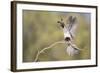 USA, Arizona, Buckeye. Female Gambel's Quail Raises Wings on Branch-Wendy Kaveney-Framed Photographic Print