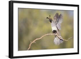 USA, Arizona, Buckeye. Female Gambel's Quail Raises Wings on Branch-Wendy Kaveney-Framed Photographic Print