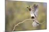 USA, Arizona, Buckeye. Female Gambel's Quail Raises Wings on Branch-Wendy Kaveney-Mounted Photographic Print
