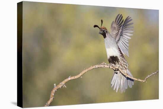 USA, Arizona, Buckeye. Female Gambel's Quail Raises Wings on Branch-Wendy Kaveney-Stretched Canvas