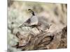 USA, Arizona, Buckeye. Male and Female Gambel's Quail on Log-Wendy Kaveney-Mounted Photographic Print