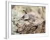 USA, Arizona, Buckeye. Male and Female Gambel's Quail on Log-Wendy Kaveney-Framed Photographic Print