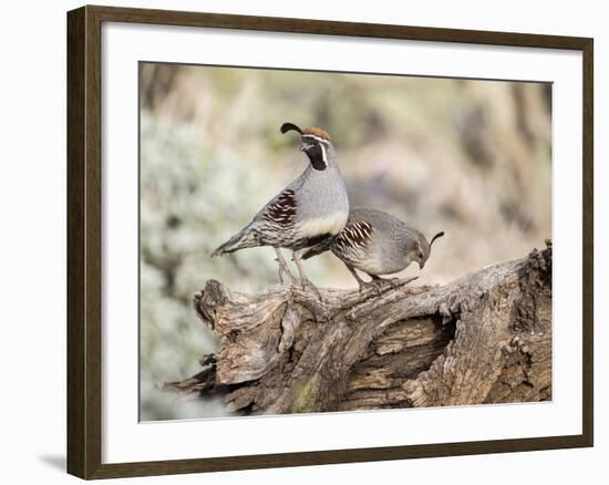 USA, Arizona, Buckeye. Male and Female Gambel's Quail on Log-Wendy Kaveney-Framed Photographic Print