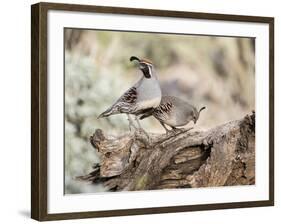 USA, Arizona, Buckeye. Male and Female Gambel's Quail on Log-Wendy Kaveney-Framed Photographic Print