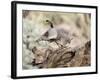 USA, Arizona, Buckeye. Male and Female Gambel's Quail on Log-Wendy Kaveney-Framed Photographic Print