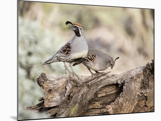 USA, Arizona, Buckeye. Male and Female Gambel's Quail on Log-Wendy Kaveney-Mounted Photographic Print