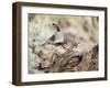 USA, Arizona, Buckeye. Male and Female Gambel's Quail on Log-Wendy Kaveney-Framed Photographic Print