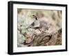 USA, Arizona, Buckeye. Male and Female Gambel's Quail on Log-Wendy Kaveney-Framed Photographic Print