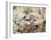 USA, Arizona, Buckeye. Male and Female Gambel's Quail on Log-Wendy Kaveney-Framed Photographic Print