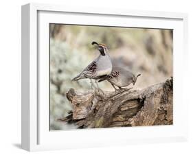 USA, Arizona, Buckeye. Male and Female Gambel's Quail on Log-Wendy Kaveney-Framed Photographic Print