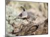 USA, Arizona, Buckeye. Male and Female Gambel's Quail on Log-Wendy Kaveney-Mounted Photographic Print