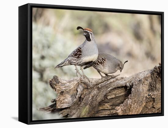 USA, Arizona, Buckeye. Male and Female Gambel's Quail on Log-Wendy Kaveney-Framed Stretched Canvas