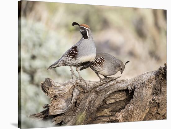 USA, Arizona, Buckeye. Male and Female Gambel's Quail on Log-Wendy Kaveney-Stretched Canvas