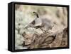 USA, Arizona, Buckeye. Male and Female Gambel's Quail on Log-Wendy Kaveney-Framed Stretched Canvas