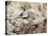 USA, Arizona, Buckeye. Male and Female Gambel's Quail on Log-Wendy Kaveney-Stretched Canvas