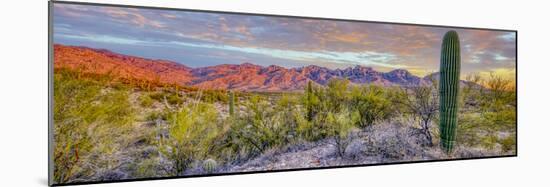 USA, Arizona, Catalina. Panoramic of sunset on desert and Catalina Mountains.-Jaynes Gallery-Mounted Photographic Print