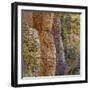 USA, Arizona, Chiricahua National Monument. Close-up of Cliff Face-Don Paulson-Framed Photographic Print