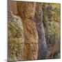 USA, Arizona, Chiricahua National Monument. Close-up of Cliff Face-Don Paulson-Mounted Photographic Print