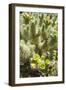 USA, Arizona. Cholla cactus in the hills outside of Tucson.-Anna Miller-Framed Photographic Print