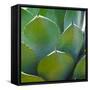 USA, Arizona. Close-up of succulent plant in Phoenix Botanical Gardens-Anna Miller-Framed Stretched Canvas