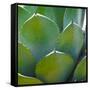 USA, Arizona. Close-up of succulent plant in Phoenix Botanical Gardens-Anna Miller-Framed Stretched Canvas