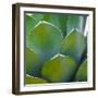 USA, Arizona. Close-up of succulent plant in Phoenix Botanical Gardens-Anna Miller-Framed Photographic Print