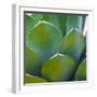 USA, Arizona. Close-up of succulent plant in Phoenix Botanical Gardens-Anna Miller-Framed Photographic Print