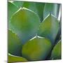 USA, Arizona. Close-up of succulent plant in Phoenix Botanical Gardens-Anna Miller-Mounted Photographic Print