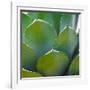 USA, Arizona. Close-up of succulent plant in Phoenix Botanical Gardens-Anna Miller-Framed Photographic Print