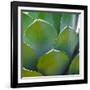 USA, Arizona. Close-up of succulent plant in Phoenix Botanical Gardens-Anna Miller-Framed Photographic Print