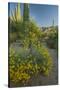 USA, Arizona, Coronado NF. Scenic of Saguaros and Paper Flowers-Cathy & Gordon Illg-Stretched Canvas