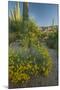 USA, Arizona, Coronado NF. Scenic of Saguaros and Paper Flowers-Cathy & Gordon Illg-Mounted Photographic Print