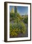 USA, Arizona, Coronado NF. Scenic of Saguaros and Paper Flowers-Cathy & Gordon Illg-Framed Photographic Print