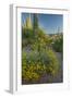 USA, Arizona, Coronado NF. Scenic of Saguaros and Paper Flowers-Cathy & Gordon Illg-Framed Photographic Print