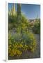 USA, Arizona, Coronado NF. Scenic of Saguaros and Paper Flowers-Cathy & Gordon Illg-Framed Photographic Print