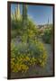 USA, Arizona, Coronado NF. Scenic of Saguaros and Paper Flowers-Cathy & Gordon Illg-Framed Photographic Print