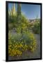 USA, Arizona, Coronado NF. Scenic of Saguaros and Paper Flowers-Cathy & Gordon Illg-Framed Photographic Print