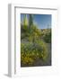 USA, Arizona, Coronado NF. Scenic of Saguaros and Paper Flowers-Cathy & Gordon Illg-Framed Photographic Print