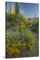 USA, Arizona, Coronado NF. Scenic of Saguaros and Paper Flowers-Cathy & Gordon Illg-Stretched Canvas