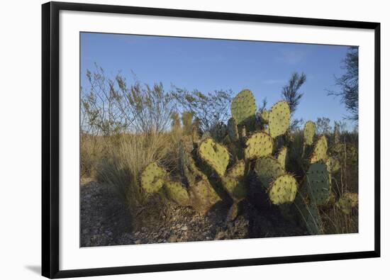 USA, Arizona. Dead Horse Ranch State Park, Beavertail Cactus-Kevin Oke-Framed Photographic Print