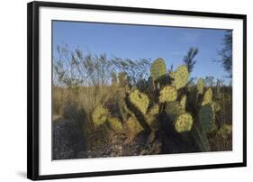 USA, Arizona. Dead Horse Ranch State Park, Beavertail Cactus-Kevin Oke-Framed Photographic Print