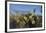 USA, Arizona. Dead Horse Ranch State Park, Beavertail Cactus-Kevin Oke-Framed Photographic Print