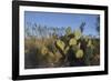 USA, Arizona. Dead Horse Ranch State Park, Beavertail Cactus-Kevin Oke-Framed Photographic Print