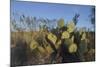 USA, Arizona. Dead Horse Ranch State Park, Beavertail Cactus-Kevin Oke-Mounted Photographic Print