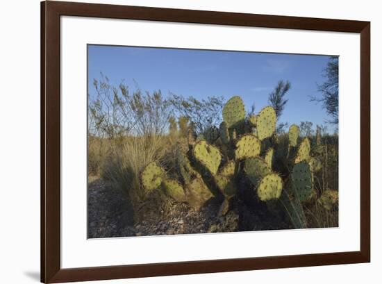 USA, Arizona. Dead Horse Ranch State Park, Beavertail Cactus-Kevin Oke-Framed Premium Photographic Print