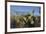 USA, Arizona. Dead Horse Ranch State Park, Beavertail Cactus-Kevin Oke-Framed Premium Photographic Print