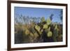 USA, Arizona. Dead Horse Ranch State Park, Beavertail Cactus-Kevin Oke-Framed Premium Photographic Print