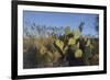 USA, Arizona. Dead Horse Ranch State Park, Beavertail Cactus-Kevin Oke-Framed Premium Photographic Print